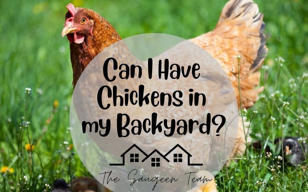 Can I Have Chickens in My Backyard?