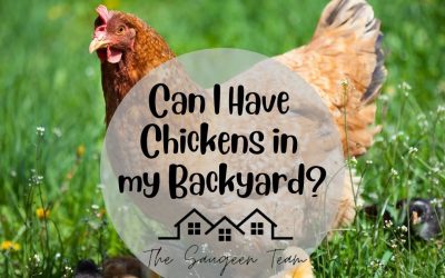 Can I Have Chickens in My Backyard?