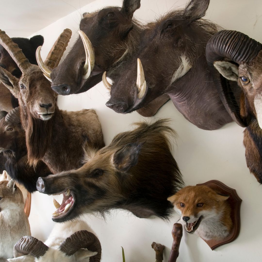 Taxidermy